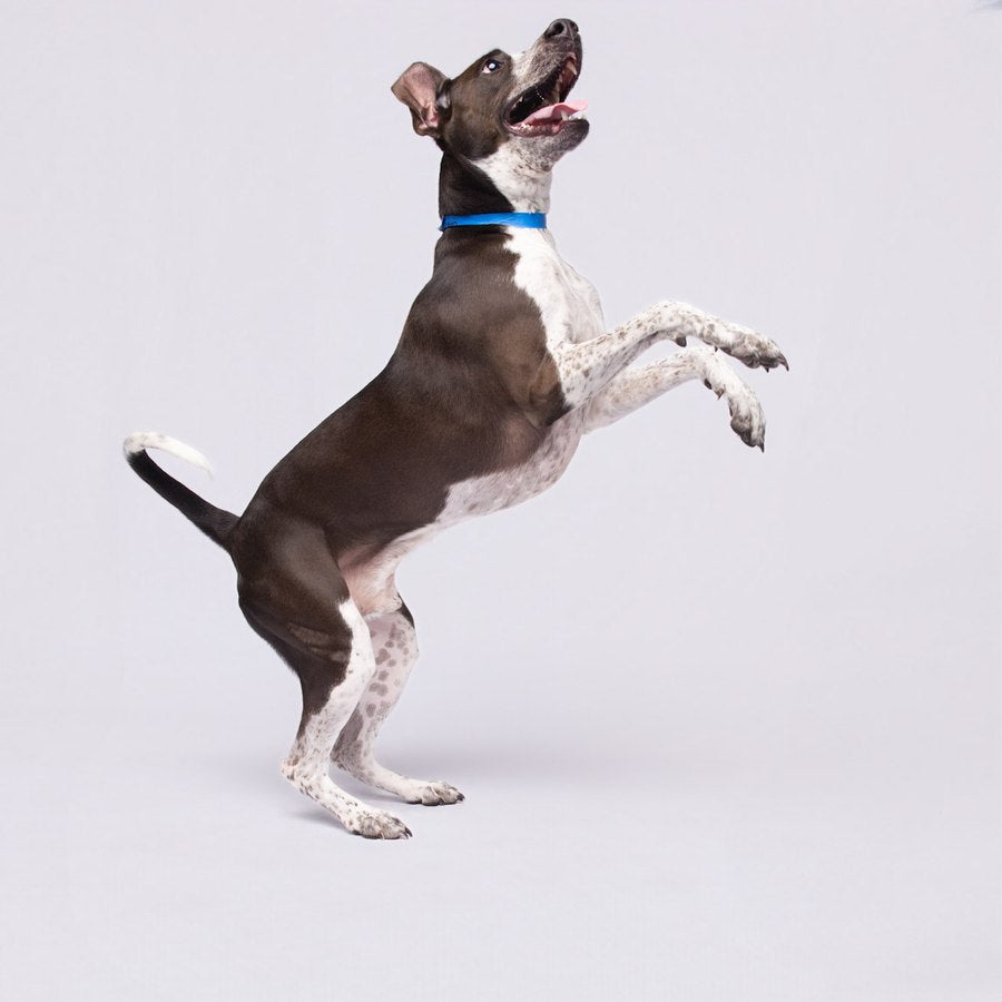 Snoop